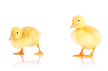 Cute ducklings isolated on white