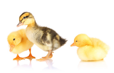 Cute ducklings isolated on white