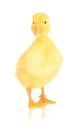 Cute duckling isolated on white