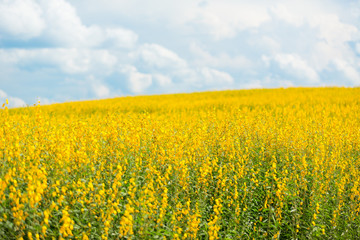 Obraz premium Yellow flower fields with blue sky background