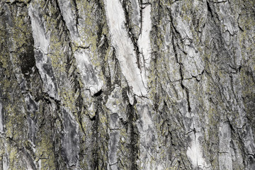 Tree Texture for Background