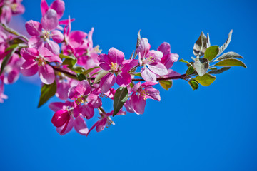 Beautiful cherry blossom flower with blue sky as background