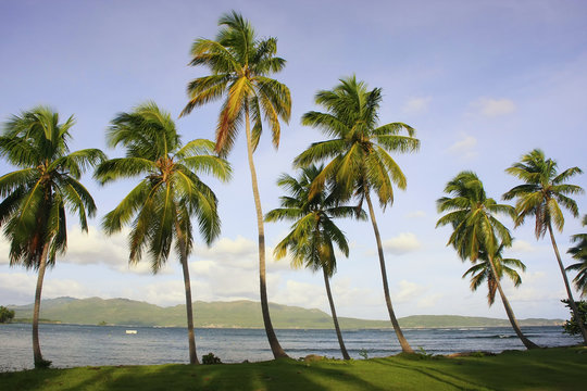 Leaning palm trees at Las Galeras beach, Samana peninsula