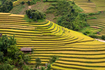 Gold terraced rice fields with houses on stilts in Mu Cang Chai,