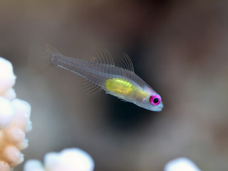 Fototapeta premium Redeye goby