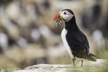 Fototapeta premium Papageitaucher (Fratercula arctica)