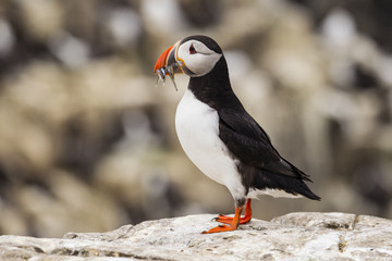 Papageitaucher (Fratercula arctica)