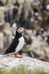 Papageitaucher (Fratercula arctica)