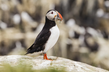 Papageitaucher (Fratercula arctica)