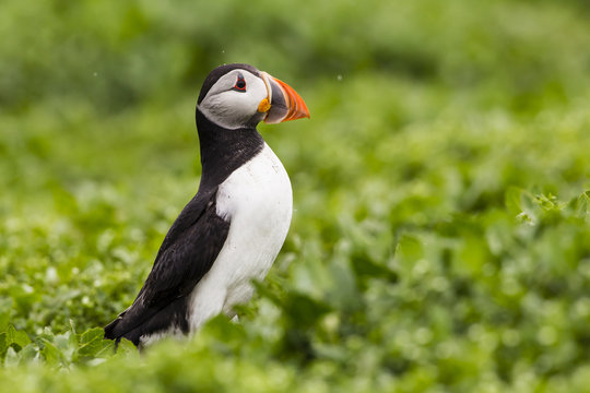 Papageitaucher (Fratercula arctica)