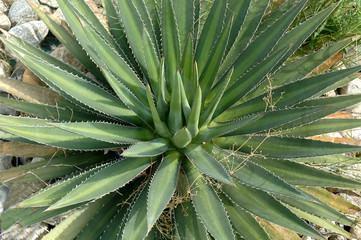 Cactus 010