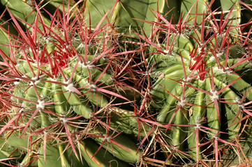 Cactus 06