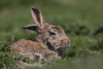 Skokholm Island Rabbit with cocked ear
