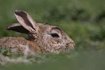Skokholm Island rabbit hiding