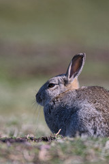 Skokholm Island rabbit
