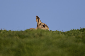 Skokholm Island rabbit on the horizon