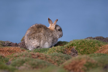 Skokholm Island rabbit amongst sea cushions