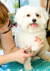 Grooming Maltese dog