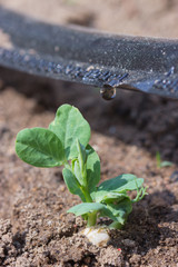 Drip irrigation sprouts