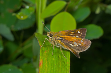 Fototapeta premium Butterfly (Augeades) 11