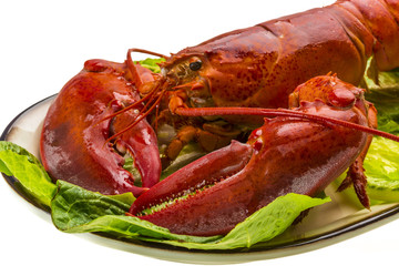 Large Lobster
