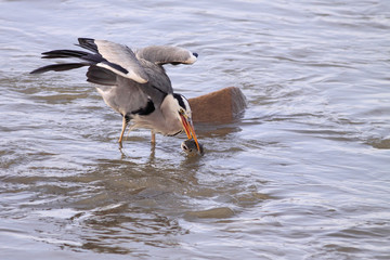 Hheron catches a fish