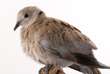 Dove