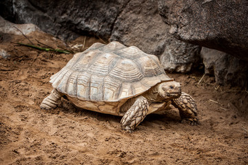 Tortoise
