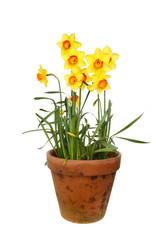 Fototapeta na wymiar Daffodils in a pot