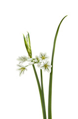 Fototapeta na wymiar Three-cornered Leek - Allium triquetrum