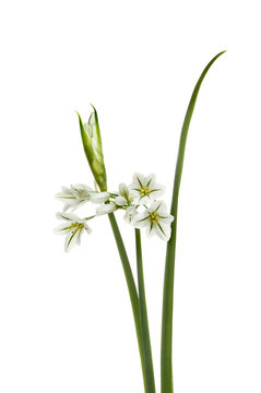 Three-cornered Leek - Allium triquetrum