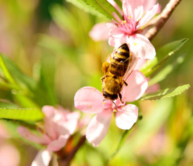 bee on cherry
