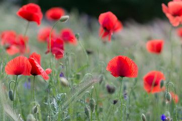 Naklejka premium poppy flowers
