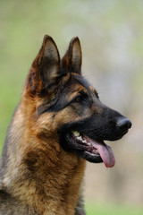 Deutscher Schäferhund 256
