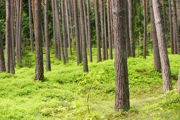 Obraz premium Pine Tree Forest.
