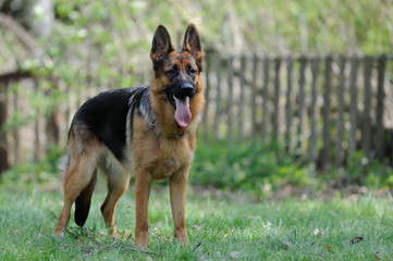Deutscher Schäferhund 250
