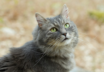 Gray siberian cat walking in forest