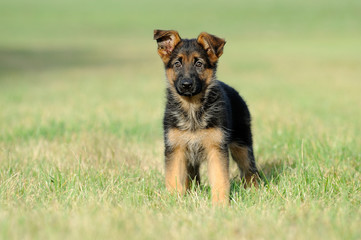 Deutscher Schäferhund 206