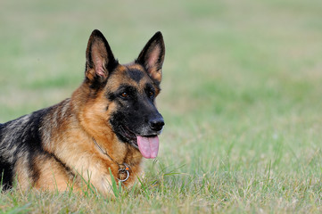Deutscher Schäferhund 200