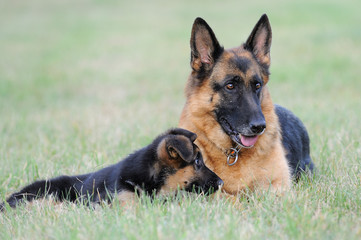 Deutscher Schäferhund 198