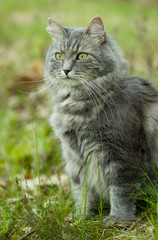 Naklejka na ściany i meble Gray siberian cat walking in forest