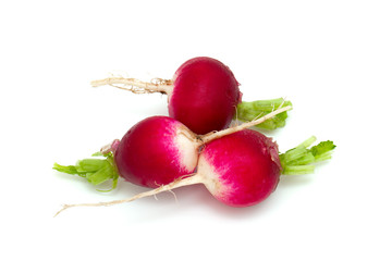 fresh radish