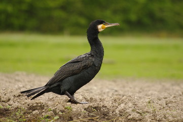 Grand cormoran