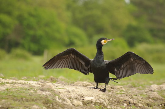 S&egrave;chage des ailes avant l'envol - Grand cormoran