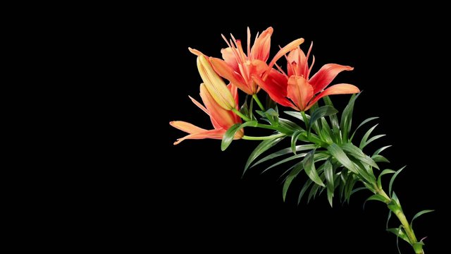 Blooming red lily flower buds ALPHA matte (Lilium Red Twin), tim