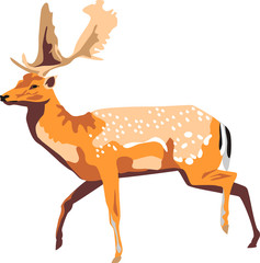 fallow deer
