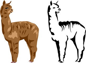 llama alpaca © bokononist