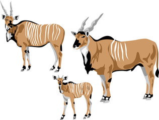 eland antelope family