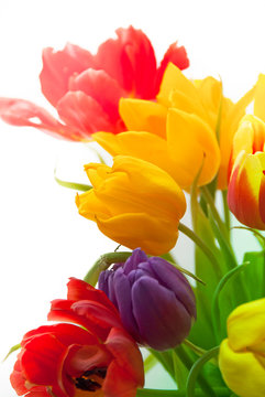 colored tender tulips in spring bouqet