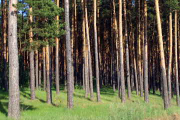 forest fringe